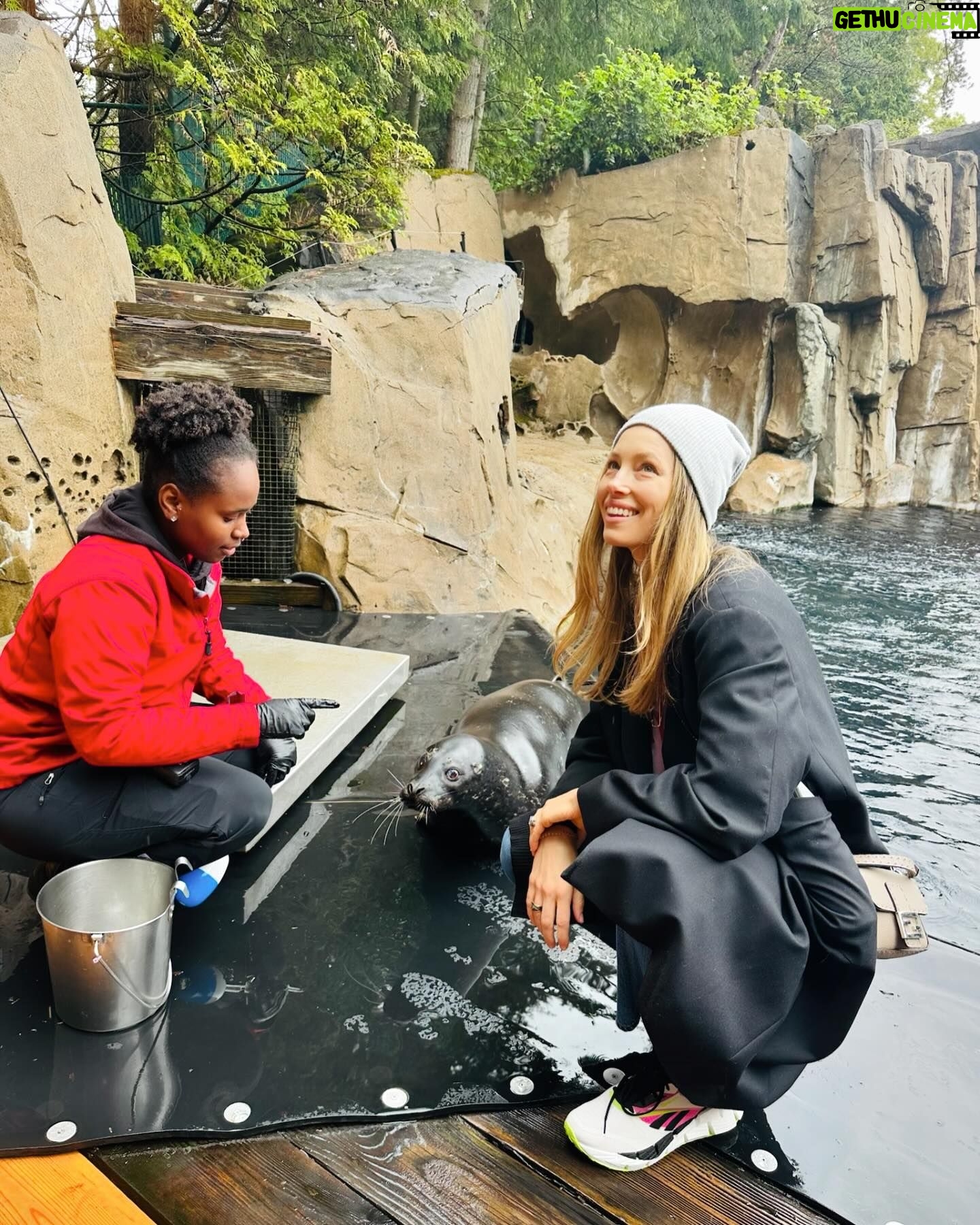 Jessica Biel Instagram - When Jessica Biel met Jessica Seal! π€π¦ This is my new friend, Jessica Seal. She is currently thriving at @vanaqua, where she was thankfully given another chance at life. I was lucky enough to meet her and explore the wonderful place she now gets to call home. Thank you @vanaqua for this experience and all the work you do β itβs not every day you get to meet an animal named after you!