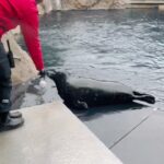 Jessica Biel Instagram - When Jessica Biel met Jessica Seal! 🤝🦭 This is my new friend, Jessica Seal. She is currently thriving at @vanaqua, where she was thankfully given another chance at life. I was lucky enough to meet her and explore the wonderful place she now gets to call home. Thank you @vanaqua for this experience and all the work you do — it’s not every day you get to meet an animal named after you!
