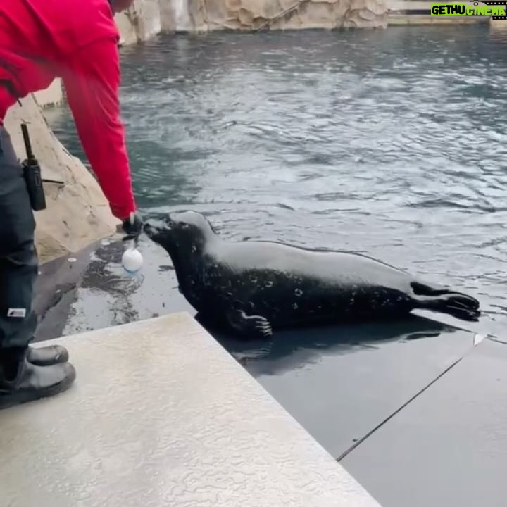 Jessica Biel Instagram - When Jessica Biel met Jessica Seal! π€π¦ This is my new friend, Jessica Seal. She is currently thriving at @vanaqua, where she was thankfully given another chance at life. I was lucky enough to meet her and explore the wonderful place she now gets to call home. Thank you @vanaqua for this experience and all the work you do β itβs not every day you get to meet an animal named after you!