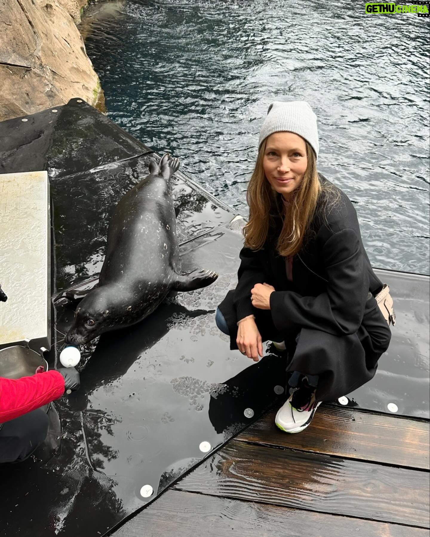 Jessica Biel Instagram - When Jessica Biel met Jessica Seal! π€π¦ This is my new friend, Jessica Seal. She is currently thriving at @vanaqua, where she was thankfully given another chance at life. I was lucky enough to meet her and explore the wonderful place she now gets to call home. Thank you @vanaqua for this experience and all the work you do β itβs not every day you get to meet an animal named after you!