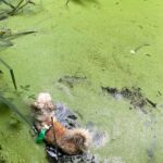 Jessica Henwick Instagram - Gurgi of the swamp