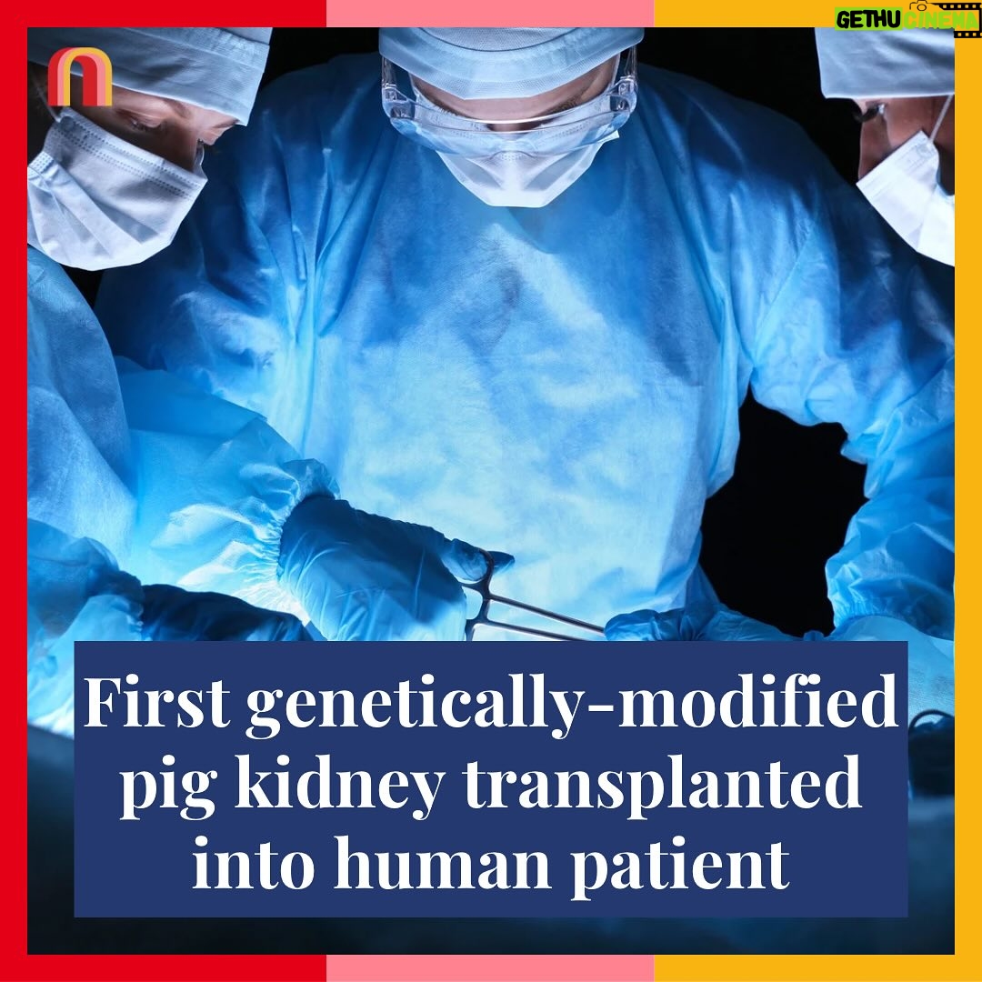 Jessica Yellin Instagram - MEDICAL BREAKTHROUGH: HUMAN PATIENT GETS PIG KIDNEY Surgeons at Massachusetts General Hospital transplanted a genetically-modified pig kidney into a patient with end-stage kidney disease. This is the first time such a procedure has been performed, and it could revolutionize treatment for kidney disease. The patient, a 62-year-old Black man named Rick Slayman, is doing well. His new kidney is functional, and he is reportedly well enough to walk around the hospital. There is currently a shortage of human kidneys available for transplant, while tens of millions of Americans have kidney disease. Over 100,000 Americans are in the kidney transplant waitlist. Black patients suffer disproportionately from end-stage kidney disease. With genetically modified pig kidneys, more of those in dire need of a kidney may have access to a life-saving transplant. Doctors are still monitoring Slayman closely for any sign of organ rejection, but one doctor on his team said he’s recovering very well: “He looks like his own self. It’s remarkable.”