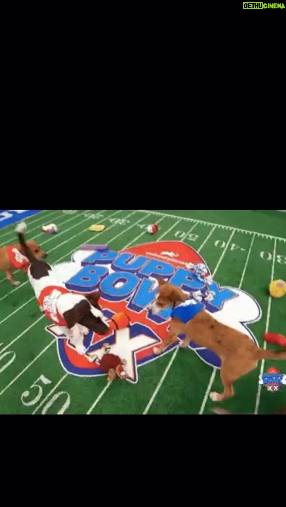 Jessica Yellin Instagram - HIGHLIGHTS FROM THE PUPPY BOWL The Puppy Bowl, America’s cutest alternative TV programming on Super Bowl Sunday, celebrated its twentieth anniversary in style. For those who don’t know, the Puppy Bowl is a simple, yet endlessly entertaining, game to follow: dozens of rescue puppies from around the country play on a mini-football field (carpet), winning points any time a puppy carries a chew toy into either end zone. This year organizers promised the “most puppiest Puppy Bowl ever” and they delivered. After a nail-biting competition, Team Ruff beat out Team Fluff 72-69 in a last minute victory. MVP Moosh scored Team Ruff numerous goals, while official underdog Harvey napped the game away. And the all-kitten halftime show featured star Purr-sher. (See what they did there?) Here are some of the highlights from Puppy Bowl XX.