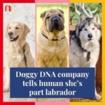Jessica Yellin Instagram - DOG DNA CO TELLS HUMAN SHE’S PART LABRADOR 40% Alaskan Malamute, 35% Shar-Pei, 25% Labrador… 100% human? CBSNews Boston/WBZ’s @wbztv investigative team sent samples of (human) reporter Christina Hager’s DNA to a Canada-based pet DNA analysis company. According to WBZ that company identified Hager as a mutt with this mix of breeds. We’re calling the mix a Shar-Malador. It gets worse — WBZ reports that this is the second time in a year the same company analyzed human DNA from WBZ as belonging to a dog. They say the company did not comment on the second error. But there is some good news: two other companies rejected Hager’s sample, saying there wasn’t enough dog DNA provided to conduct analysis. Why is this news? We know there are a lot of dog owners in our community, and pet DNA analysis is increasingly popular among pet owners. Accurate analysis could have benefits, like identifying which breeds are at risk of cancer or other serious illness. But we think WBZ’s reporting shows you should vet your pet DNA companies — and maybe don’t put too much stock in the results. #doglover #doggy #dogdna