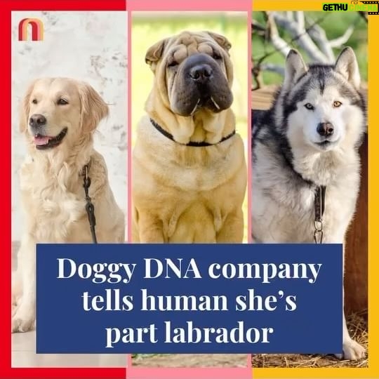 Jessica Yellin Instagram - DOG DNA CO TELLS HUMAN SHE’S PART LABRADOR 40% Alaskan Malamute, 35% Shar-Pei, 25% Labrador… 100% human? CBSNews Boston/WBZ’s @wbztv investigative team sent samples of (human) reporter Christina Hager’s DNA to a Canada-based pet DNA analysis company. According to WBZ that company identified Hager as a mutt with this mix of breeds. We’re calling the mix a Shar-Malador. It gets worse — WBZ reports that this is the second time in a year the same company analyzed human DNA from WBZ as belonging to a dog. They say the company did not comment on the second error. But there is some good news: two other companies rejected Hager’s sample, saying there wasn’t enough dog DNA provided to conduct analysis. Why is this news? We know there are a lot of dog owners in our community, and pet DNA analysis is increasingly popular among pet owners. Accurate analysis could have benefits, like identifying which breeds are at risk of cancer or other serious illness. But we think WBZ’s reporting shows you should vet your pet DNA companies — and maybe don’t put too much stock in the results. #doglover #doggy #dogdna