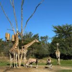 Jesta Hillmann Instagram - 🦒🫶🏻