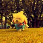 Jhendelyn Nuñez Instagram - Dulce o travesura para pascual ❓🐶🎃 Los leo 😅 #halloween #dog #chucky