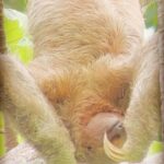 Jhendelyn Nuñez Instagram - Parque Nacional Manuel Antonio 🤩 - Un lindo recorrido por su selva, donde te encuentras con perezosos (mis fav😍), monos capuchino de cara blanca en peligro de extinción, playas de arena blanca, hasta cientos de especies de aves. 🤩 Si tiene pensado venir reserve con mucha anticipación, ya que no habían entradas para comprar en la página oficial hasta en 2 semanas más. Hay personas que compran las entradas para revenderlas en 60 a 80 USD y salen 18 USD en el sitio oficial. #manuelantonio #costarica🇨🇷 #parquenacionalmanuelantonio