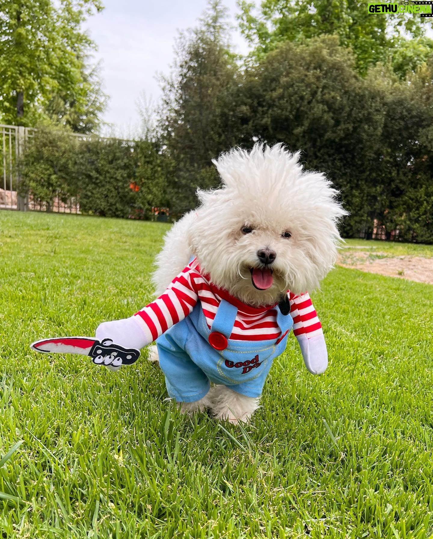 Jhendelyn Nuñez Instagram - Despidiendo al #chucky 2023 🐶🎃 Cómo están ? Qué me cuentan ? 😃