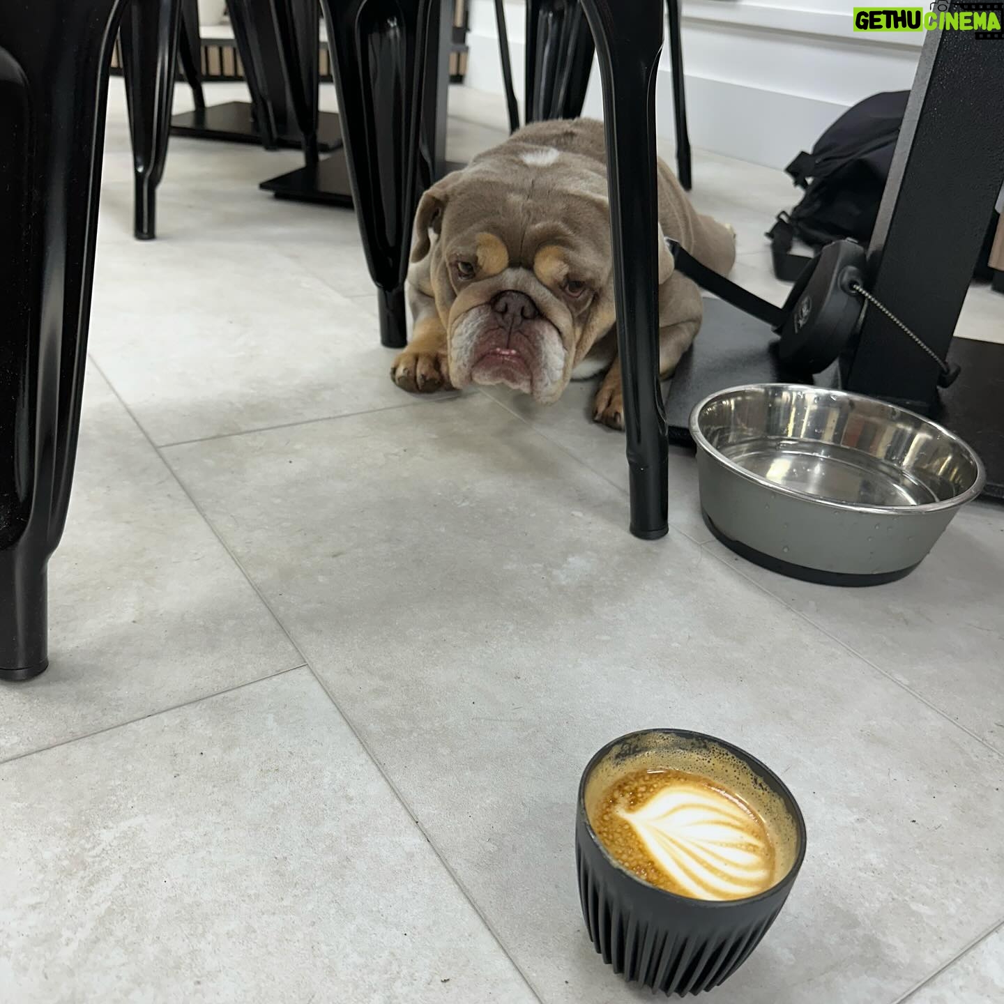 Jill Scott Instagram - A weekend in SUNderland! 🐶 ☕️ ❤️ Ps All drinks shown are alcohol free!
