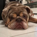 Jill Scott Instagram - Evaluating the camera roll feat “the island of eternal spring’ aka “THE REEF” ☀️✈️❤️🎤🐶☕️😃