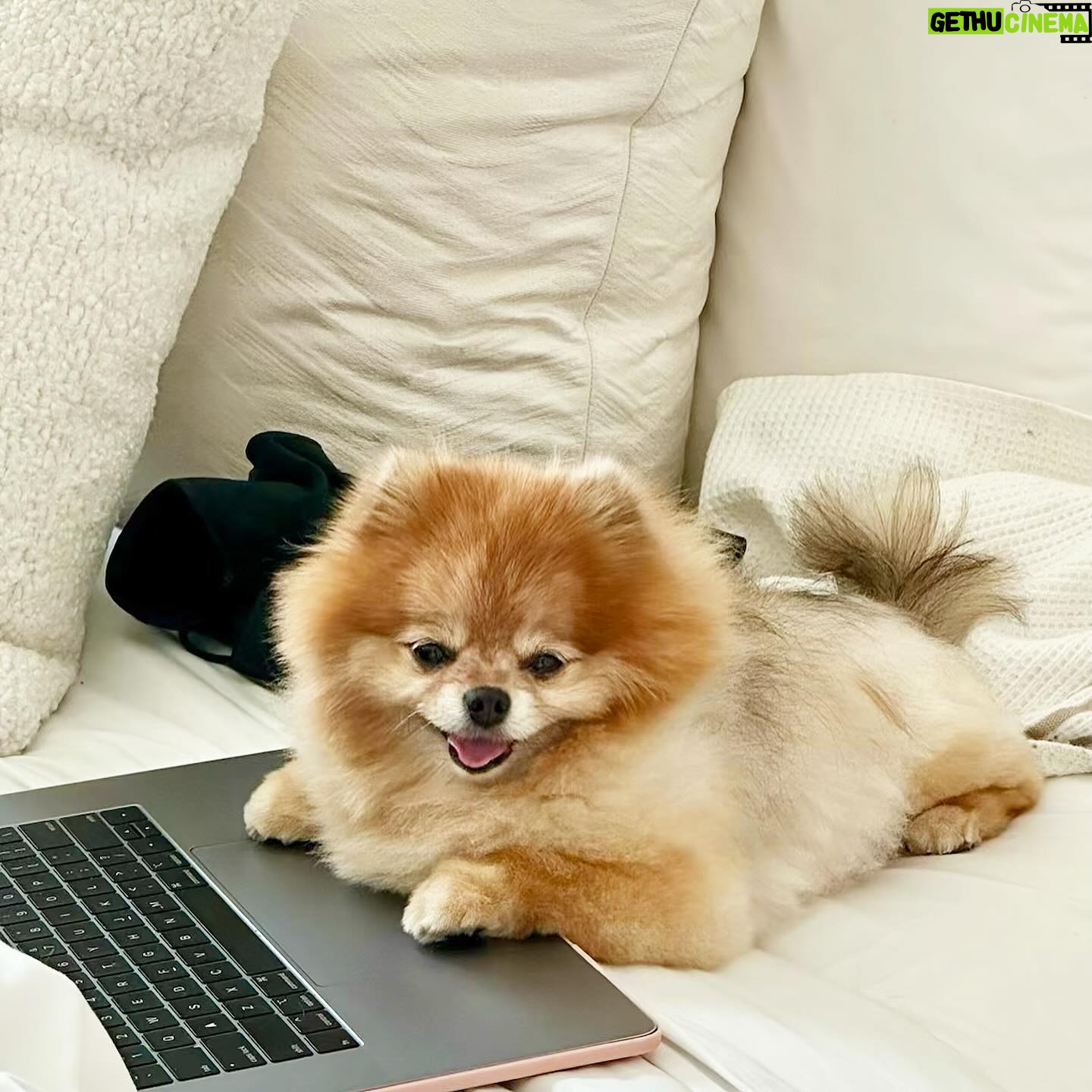 Jill Zarin Instagram - Bossi has taken over! I mean look at that face!! Happy Thursday everyone. Reminder that @shopjillandally new manifestation line is out now! Shop at my link in bio before Bossi buys them all! Xo 🕯️💜🐾 @bossizarin #shopnow #linkinbio #bossiknowsbest #freshgroom #happypup #doglover