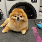 Jill Zarin Instagram - Bossi has taken over! I mean look at that face!! Happy Thursday everyone. Reminder that @shopjillandally new manifestation line is out now! Shop at my link in bio before Bossi buys them all! Xo 🕯️💜🐾 @bossizarin #shopnow #linkinbio #bossiknowsbest #freshgroom #happypup #doglover