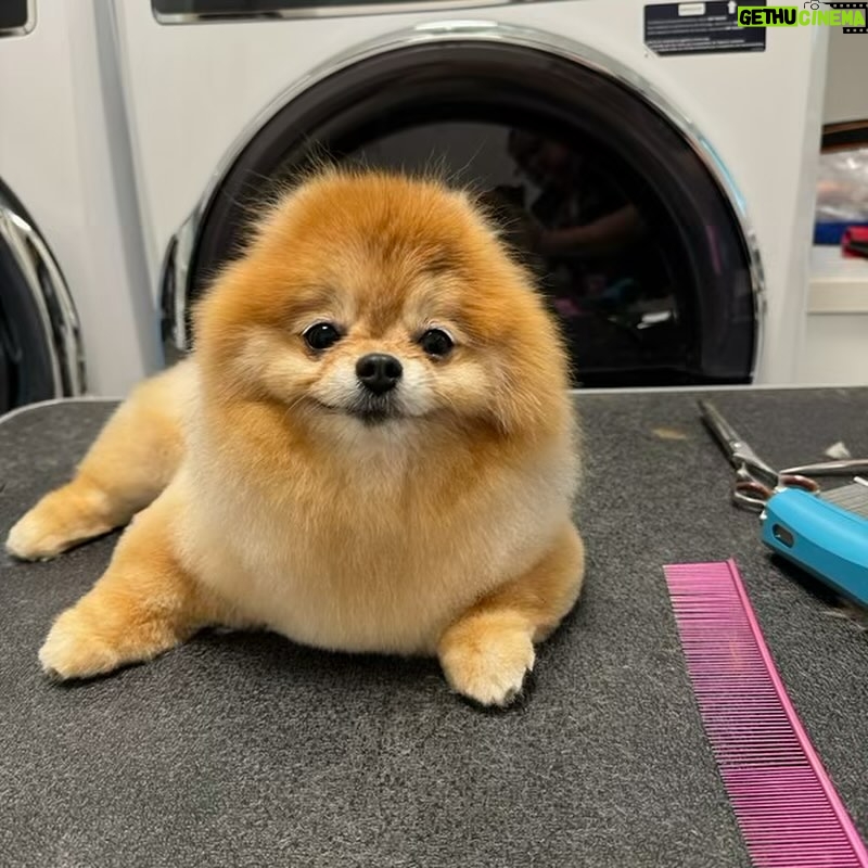 Jill Zarin Instagram - Bossi has taken over! I mean look at that face!! Happy Thursday everyone. Reminder that @shopjillandally new manifestation line is out now! Shop at my link in bio before Bossi buys them all! Xo 🕯️💜🐾 @bossizarin #shopnow #linkinbio #bossiknowsbest #freshgroom #happypup #doglover