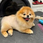 Jill Zarin Instagram - Bossi has taken over! I mean look at that face!! Happy Thursday everyone. Reminder that @shopjillandally new manifestation line is out now! Shop at my link in bio before Bossi buys them all! Xo 🕯️💜🐾 @bossizarin #shopnow #linkinbio #bossiknowsbest #freshgroom #happypup #doglover