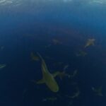 Jillian Michaels Instagram - Ok who else is obsessed with @oceanramsey Had the most incredible life changing experience diving today with her @juansharks and @oneoceandiving so much to share with you guys about this experience. Stay tuned for more pics and a donation match that goes towards saving these beautiful creatures and protecting the oceans 🦈🐢🐳🐋🐬
