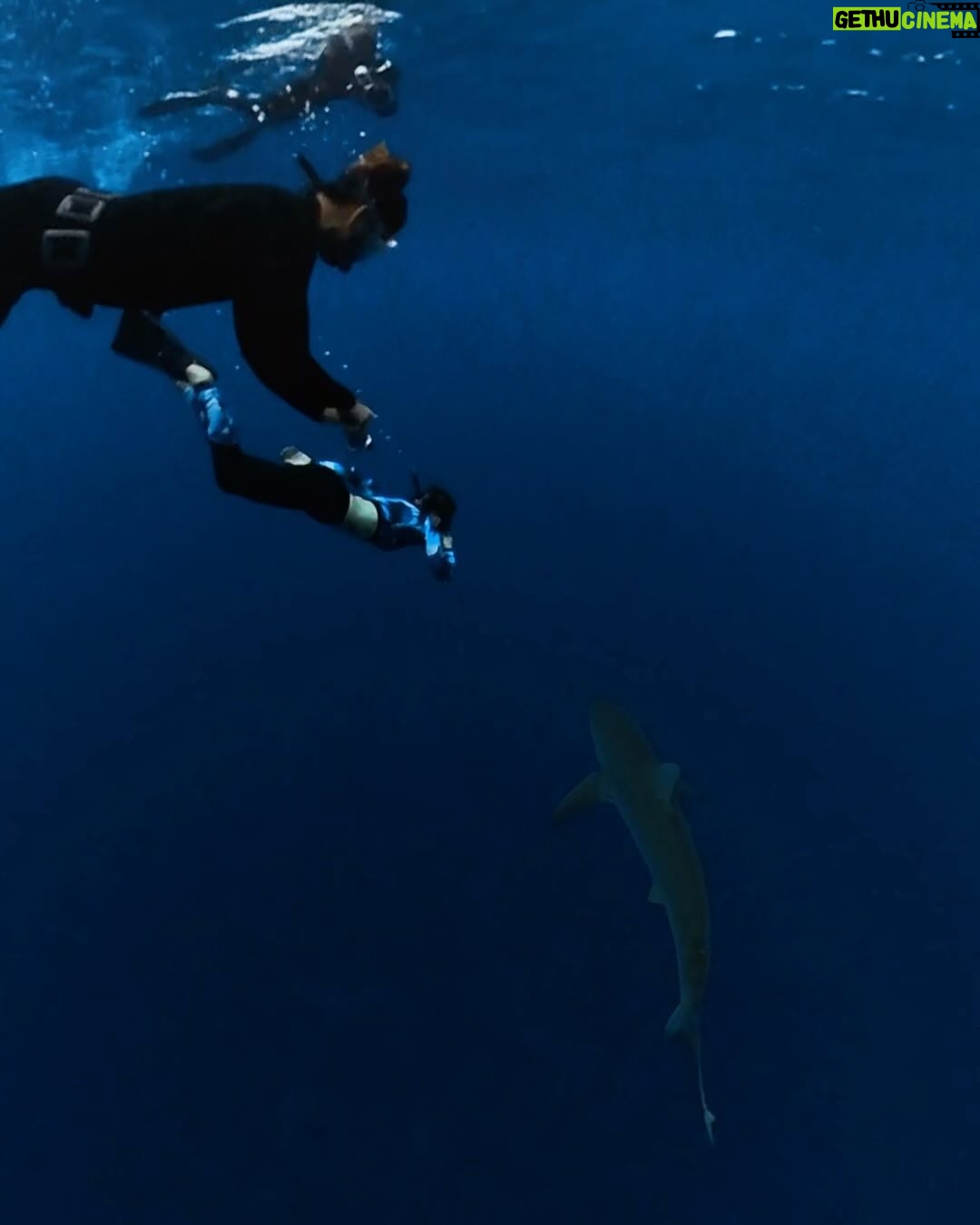 Jillian Michaels Instagram - Ok who else is obsessed with @oceanramsey Had the most incredible life changing experience diving today with her @juansharks and @oneoceandiving so much to share with you guys about this experience. Stay tuned for more pics and a donation match that goes towards saving these beautiful creatures and protecting the oceans π¦π’π³ππ¬