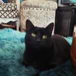 Jinkx Monsoon Instagram - Missing my daughter 🐈‍⬛