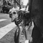 JoJo Instagram - In these NYC streets with my baby. If you know me you know Agapé. We’ve been rocking for 11 years since we met at Fur Baby Rescue, a shelter in downtown LA. She was just 6 mos old- scared of virtually everything and everyone. It was such a joy to watch her over time become so unafraid, so curious, and spirited. They say our animals and children are a reflection of us… and if that’s the case I’m very proud. From the park to the theatre to the studio to dinner & drinks on a patio… she’s always right by my side- being the good’est girl ever. Nothin’ quite like the love of a dog. The girls that get it get it. Thank you to @dario.de.leon for capturing these moments.