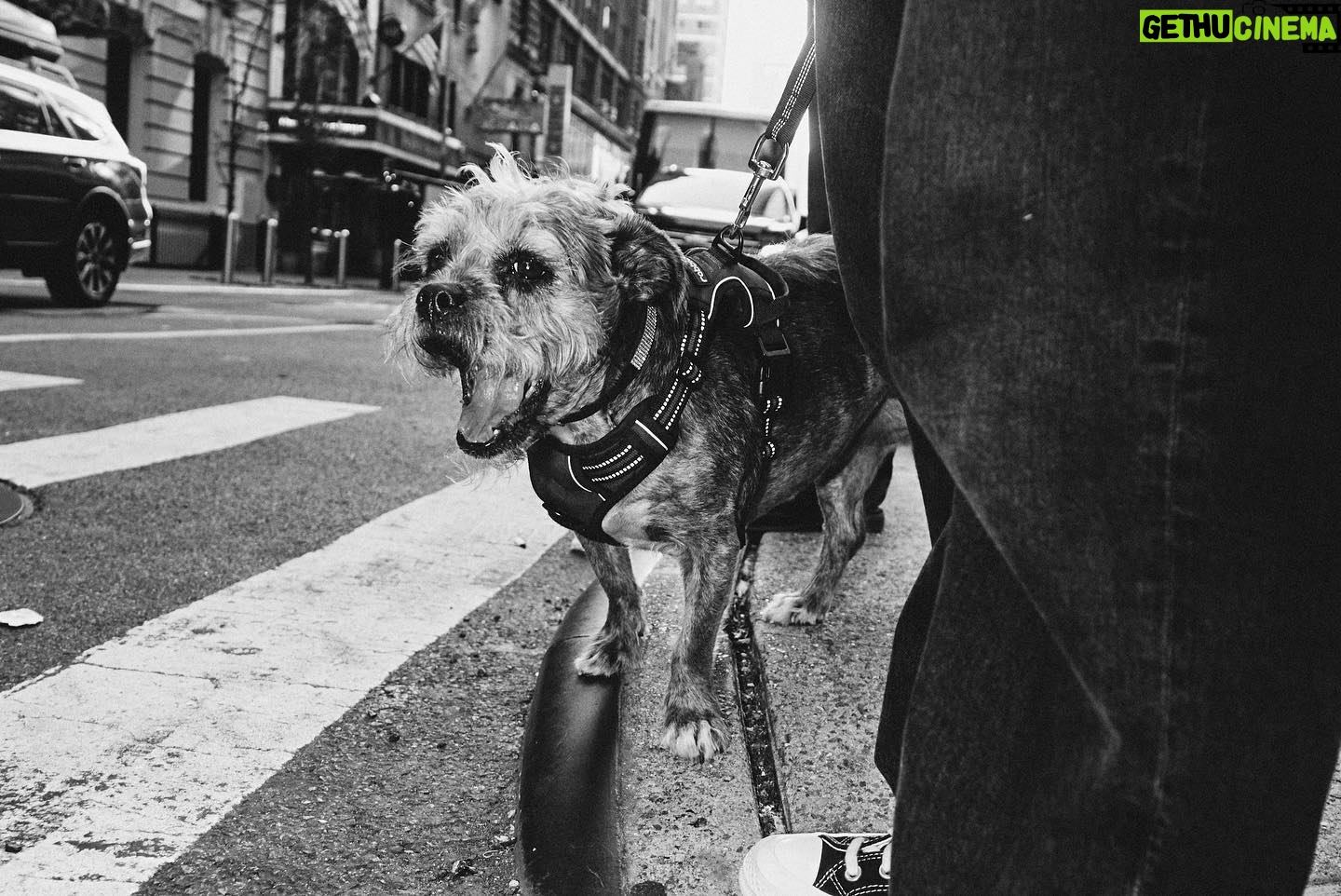 JoJo Instagram - In these NYC streets with my baby. If you know me you know Agapé. We’ve been rocking for 11 years since we met at Fur Baby Rescue, a shelter in downtown LA. She was just 6 mos old- scared of virtually everything and everyone. It was such a joy to watch her over time become so unafraid, so curious, and spirited. They say our animals and children are a reflection of us… and if that’s the case I’m very proud. From the park to the theatre to the studio to dinner & drinks on a patio… she’s always right by my side- being the good’est girl ever. Nothin’ quite like the love of a dog. The girls that get it get it. Thank you to @dario.de.leon for capturing these moments.