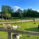 Joanna Chimonides Instagram – Weekend @ the farm 🐐