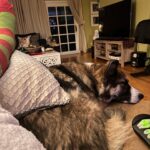 Jodie Sweetin Instagram – The dog has figured out she can “fit” on the leg rest of this chair and it’s become her new favorite spot while I’m laid up. And by “fit”, I mean, if I take up as little space as possible. 
But it’s the best medicine.