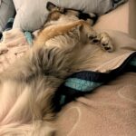 Jodie Sweetin Instagram – I hear it’s #nationaldogday today? 
Isa says she’ll celebrate by taking naps, getting snugs, and eating treats… like every day. 

#adoptdontshop #rescuedog @shadowhuskyrescue ❤️❤️