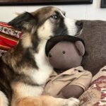 Jodie Sweetin Instagram – I hear it’s #nationaldogday today? 
Isa says she’ll celebrate by taking naps, getting snugs, and eating treats… like every day. 

#adoptdontshop #rescuedog @shadowhuskyrescue ❤️❤️