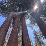 Jodie Sweetin Instagram – Have been enjoying some end of summer travel and unplugging with the family the last couple weeks.

First up was a trip to Sequoia and Kings Canyon National Park to celebrate our 1st Anniversary on July 30! The pictures can’t POSSIBLY show how massive these forests are! Standing and looking up makes you feel very small (which is a good perspective sometimes!)

The little Boho Glamping Cabin we booked on airbnb even had an outdoor shower/sink… made brushing my teeth WAY prettier. 

If you haven’t been there, it’s def a bucket list item! ❤️🌲🏕️