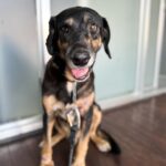 Johanna Solano Instagram - ¡Cómo te cambia la vida un perro! Lo reafirmo todos los días cuando mi manada me despierta alegre cada mañana, pero hoy, después de un par de días “bajoneada” de ánimos, Fito aún con todo su dolor, me recuerda que siempre hay alguna razón para “mover la cola”. 🐾 Vi a Fito por primera vez, completamente sólo, golpeado y asustado prácticamente en mitad de la nada mientras hacía MTB. Cuando regresé por él en carro no lo pude encontrar. 😞 Fueron días tristes pensando en lo mal qué debía estarla pasando. Gracias a las redes sociales mucha gente se enteró de su caso, entre ellos @fede_madrigal quien logró rescatarlo después de muchos intentos. 🙏🏽 Fito ha sufrido mucho: fracturas, golpes, ataques de Dios sabe qué, y también infecciones, pero finalmente está recibiendo la atención que necesita en el lugar que más confío: @veterinariamoncada. ❤️ Hoy Fito, sin duda en uno de sus momentos más oscuros, decide confiar nuevamente y es lo más tranquilo y dócil que se puedan imaginar. Me parte el corazón saber que un día tuvo una familia, y que fue descartado como basura, cuando un perro es el tesoro más grande que alguien puede tener. 🙏🏽 Temprano fui a entrenar sintiéndome triste, y bastaron unos minutos a su lado para apreciar la simpleza de las cosas. Fito aún está en recuperación, pero pronto necesitará un hogar. Quien decida darle una oportunidad tendrá muchísima suerte! 🤩