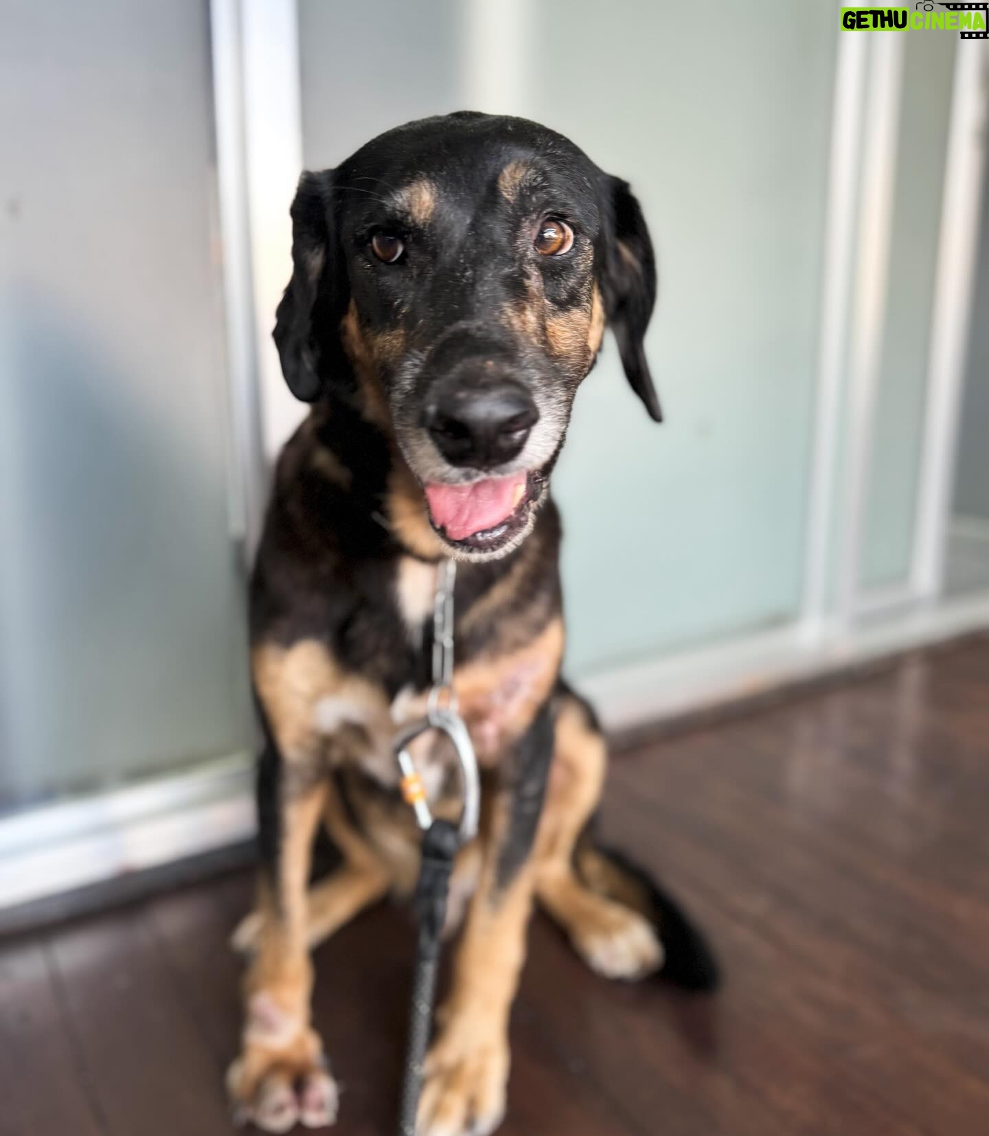 Johanna Solano Instagram - ¡Cómo te cambia la vida un perro! Lo reafirmo todos los días cuando mi manada me despierta alegre cada mañana, pero hoy, después de un par de días “bajoneada” de ánimos, Fito aún con todo su dolor, me recuerda que siempre hay alguna razón para “mover la cola”. 🐾 Vi a Fito por primera vez, completamente sólo, golpeado y asustado prácticamente en mitad de la nada mientras hacía MTB. Cuando regresé por él en carro no lo pude encontrar. 😞 Fueron días tristes pensando en lo mal qué debía estarla pasando. Gracias a las redes sociales mucha gente se enteró de su caso, entre ellos @fede_madrigal quien logró rescatarlo después de muchos intentos. 🙏🏽 Fito ha sufrido mucho: fracturas, golpes, ataques de Dios sabe qué, y también infecciones, pero finalmente está recibiendo la atención que necesita en el lugar que más confío: @veterinariamoncada. ❤️ Hoy Fito, sin duda en uno de sus momentos más oscuros, decide confiar nuevamente y es lo más tranquilo y dócil que se puedan imaginar. Me parte el corazón saber que un día tuvo una familia, y que fue descartado como basura, cuando un perro es el tesoro más grande que alguien puede tener. 🙏🏽 Temprano fui a entrenar sintiéndome triste, y bastaron unos minutos a su lado para apreciar la simpleza de las cosas. Fito aún está en recuperación, pero pronto necesitará un hogar. Quien decida darle una oportunidad tendrá muchísima suerte! 🤩