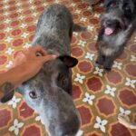 Johanna Solano Instagram - Cada vez que salgo de casa! 🤣 (Faltó Gaspar, pero lo separamos porque se pelea con Franco! 🤣) P.D.: Desde niña siempre quise estar rodeada de muchos perros. Sin darme cuenta, por cosas de la vida, hoy en día ese sueño se cumplió. 🥹🙏🏽 #dogs #dogsofinstagram #doglover