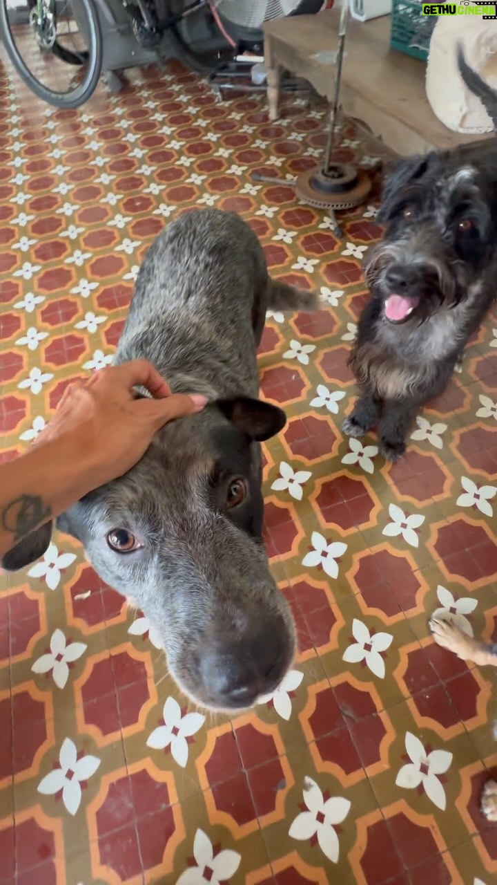 Johanna Solano Instagram - Cada vez que salgo de casa! 🤣 (Faltó Gaspar, pero lo separamos porque se pelea con Franco! 🤣) P.D.: Desde niña siempre quise estar rodeada de muchos perros. Sin darme cuenta, por cosas de la vida, hoy en día ese sueño se cumplió. 🥹🙏🏽 #dogs #dogsofinstagram #doglover