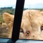 Jonathan Nemer Instagram - ATENÇÃO: Se for fazer SAFARI, tranque a porta do carro 😂😂😂😂 PRÓXIMOS SHOWS: 20/04 Salvador/BA ESGOTADO 22/04 Recife/PE 23/04 São Luis/MA 24/04 Campinas/SP 30/04 Lisboa/PORTUGAL 01/05 Porto/PORTUGAL 05/05 Dublin/IRLANDA 14/05 Ipatinga/MG 15/05 Governador Valadares/MG 16/05 Uberlândia/MG 17/05 Betim/MG 18/05 Belo Horizonte/MG 20/05 Mauá/SP 21/05 Santos/SP 22/05 Barueri/SP 31/05 Montreal/CANADÁ 03/06 Toronto/CANADÁ 05/06 Vancouver/CANADÁ 09/06 Calgary/CANADÁ 12/06 Brasília/DF 13/06 Goiânia/GO 14/06 Jataí/GO 16/06 São José dos Campos/SP 17/06 São José do Rio Preto/SP 18/06 Araçatuba/SP 19/06 Rio de Janeiro/RJ 20/06 Natal/RN 24/06 Londrina/PR 25/06 Maringá/PR 26/06 Ponta Grossa/PR 27/06 Curitiba/PR 29/06 Itajaí/SC 30/06 São José/SC 01/07 Joinville/SC 02/07 Porto Alegre/RS 03/07 Umuarama/PR 04/07 Cascavel/PR 05/07 Foz do Iguaçu/PR 10/07 Rondonópolis/MT 11/07 Cuiabá/MT 12/07 Porto Velho/RO 13/07 Manaus/AM INGRESSOS: jonathannemer.com.br