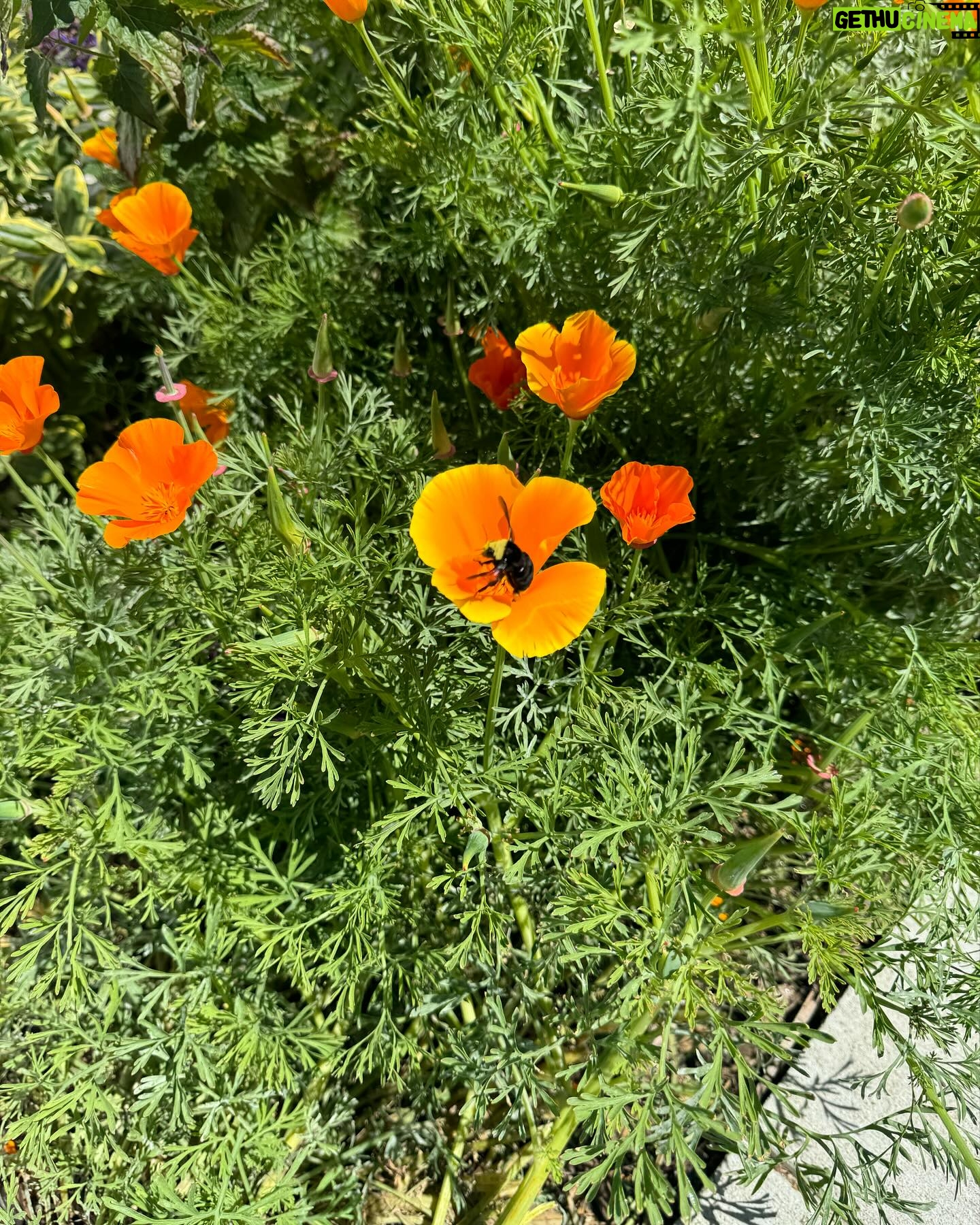 Jordana Brewster Instagram - Blooms and dream 👗