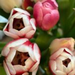 Josefine Frida Pettersen Instagram – 🌷🎭🩷🌷💙🌧️🌹