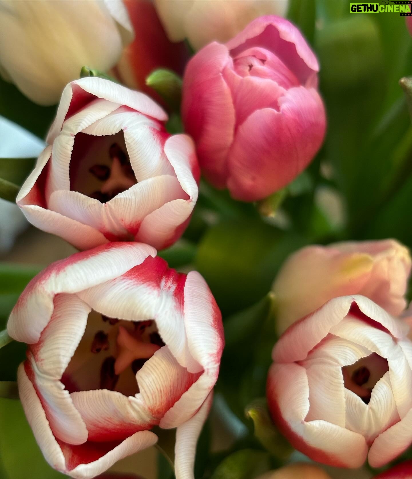Josefine Frida Pettersen Instagram - 🌷🎭🩷🌷💙🌧️🌹