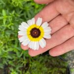 Josefine Frida Pettersen Instagram – I can’t believe I live in the same world as flowers. I love them so much🥹