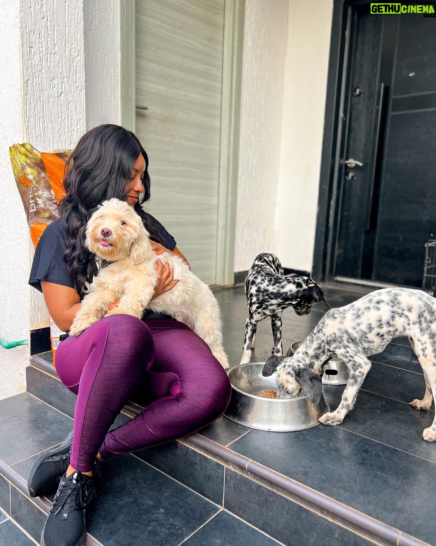 Joselyn Dumas Instagram - …Show by hand✋🏾😍 if you’re a #DogLover 🐶 ? …New addition to the family #Dalmatian and they❤️eating their pellets from @bricopet_ghana