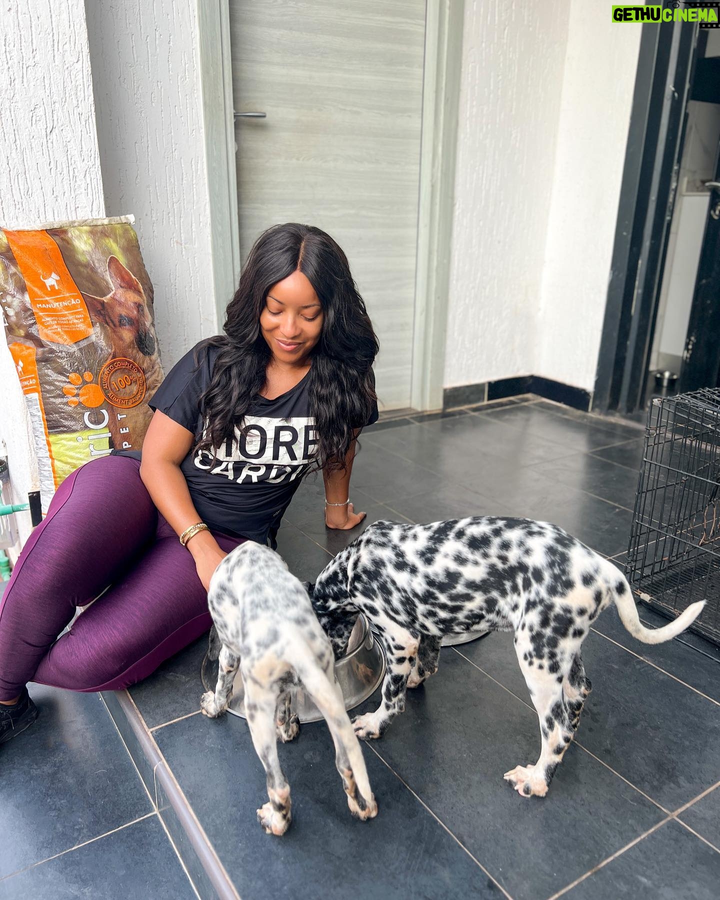 Joselyn Dumas Instagram - …Show by hand✋🏾😍 if you’re a #DogLover 🐶 ? …New addition to the family #Dalmatian and they❤️eating their pellets from @bricopet_ghana
