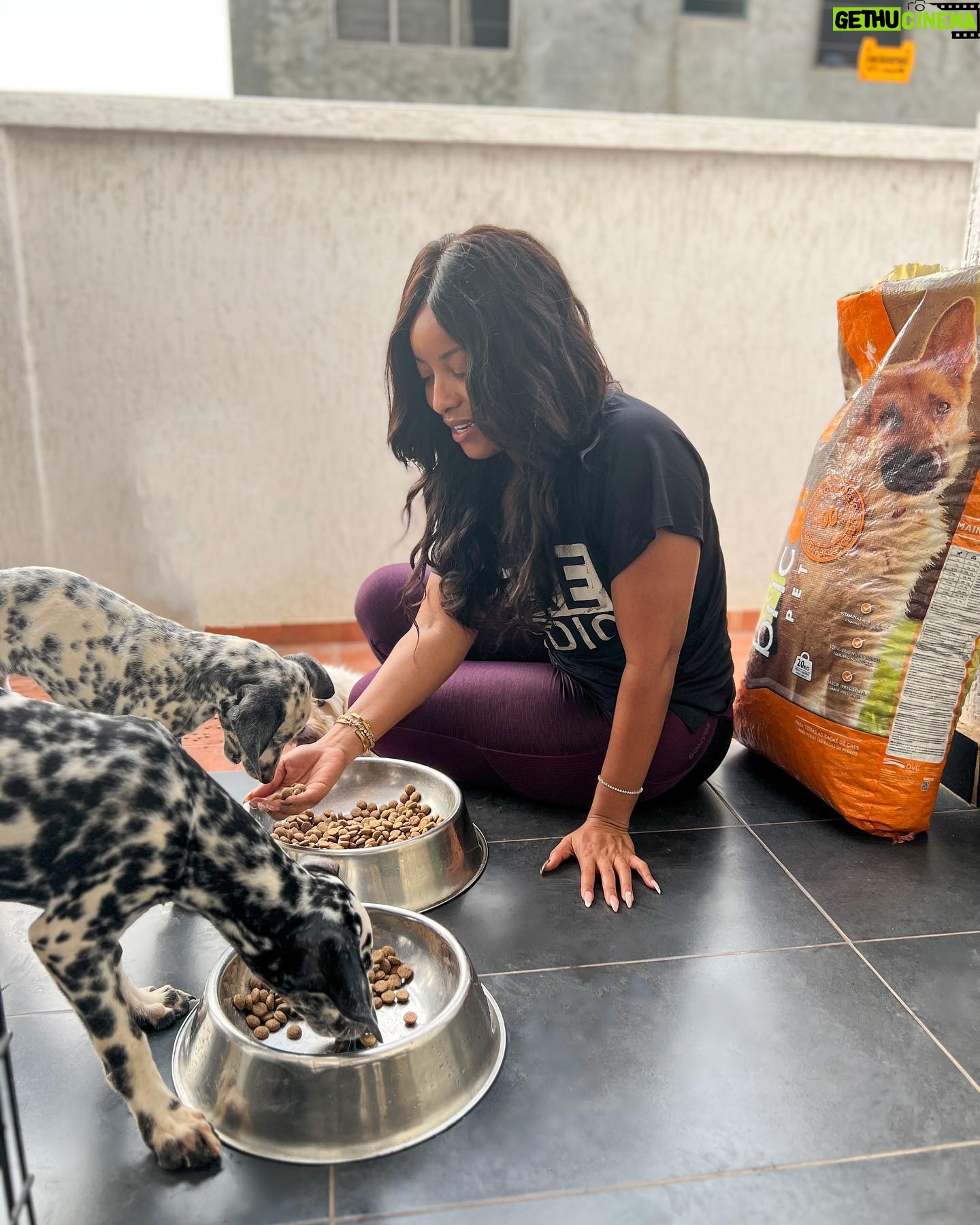 Joselyn Dumas Instagram - …Show by hand✋🏾😍 if you’re a #DogLover 🐶 ? …New addition to the family #Dalmatian and they❤️eating their pellets from @bricopet_ghana