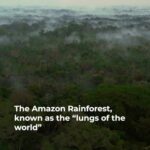 Joy Reid Instagram – Repost from @aljazeeraenglish
•
The Amazon rainforest, known as the “lungs of the world”, is being devastated by an insatiable oil industry.
.
Its Indigenous communities are on the front line to protect this environmentally essential region as well as their way of life.
.
🎥 Watch the film Dying Earth: The Final Breath to learn more: https://aje.me/DE5
.
Filmmaker: @fatimalianes
.
#documentary #DyingEarth #amazon #waorani