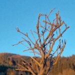 Joyce Ilg Instagram - ☀️🍂❄ Es fühlt sich momentan für mich an als wäre grade noch Sommer gewesen, der Herbst ist kurz & der Winter steht schon vor der Türe... #summer #autumn #winter