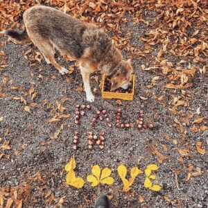 Joyce Ilg Instagram - *Werbung 🍁🍂🍏❤ fall in love with fall 🍁🍂🍏❤
Ich liebe die goldenen Herbstspaziergänge, vor allem mit Susi und Shanny 😊. Falls ihr das auch fühlt, könnt ihr mit euren tollen Herbstbildern vom 25.-31.10. an der Herbstgefühle-Challenge von @samsunggermany teilnehmen, indem ihr die Hashtags #SCWherbstgefühle und #SamsungGermany nutzt. Weitere Infos findet ihr in meiner Story. Es gibt u.a. ein paar Samsung Produkte zu gewinnen.
#GalaxyZFold3 #withGalaxy #TeamGalaxy