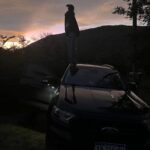Juana Viale Instagram - Muchos muchos muchos años que @fordargentina y yo nos hemos unido. Amo mi #ranger que me acompaña cuando me visto de princesa y cuando ruteo... es mi hogar... mis hijos identifican nuestra camioneta, mis perros reconocen su sonido cuando llego, es mi hogar en mis viajes.... somos familia, somos la raza fuerte!!! Siempre vamos por mas!!!! Gracias @fordargentina por estar conmigo siempreeeeee
