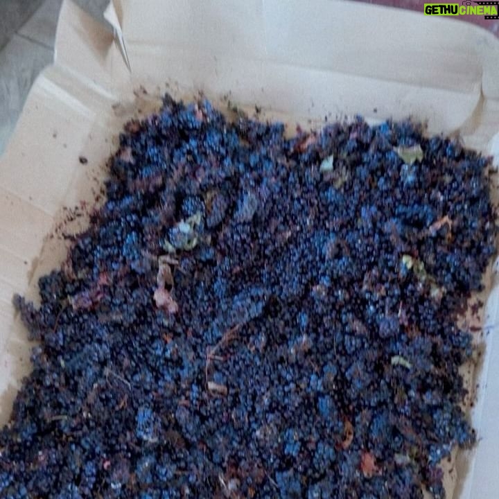 Juddy da Conceição Instagram - Visitar as vinhas do Vale do Bero foi sem duvidas uma das melhores experiências que já vivi este ano. Incrível ver que apesar de estar no deserto, não têm qualquer dificuldade com a rega por conta do rio do Bero que neste momento encontra-se completamente seco mas com muita reserva , sabe Deus onde . Enfim, saber que em Angola , Namibe existe um vinho 100% nosso com muita qualidade onde por ano se tira mais de 80 000 garrafas foi um wauuu. Vale a pena visitar e fazer uma prova de vinho no @valedobero