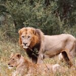 Julia Flabat Instagram - Sûrement l’un de nos meilleurs souvenirs en famille 🥹 - En Namibie, on avait tout vu sauf le roi et ce moment est enfin arrivé 💚 - Merci @tourlane de nous avoir organisé ce magnifique safari. Je vous met notre code promo si vous voulez un devis gratuit et -200€ sur votre voyage Code « EJ200 » #invitation 📍Parc Kruger 🇿🇦 Step 7 🦁