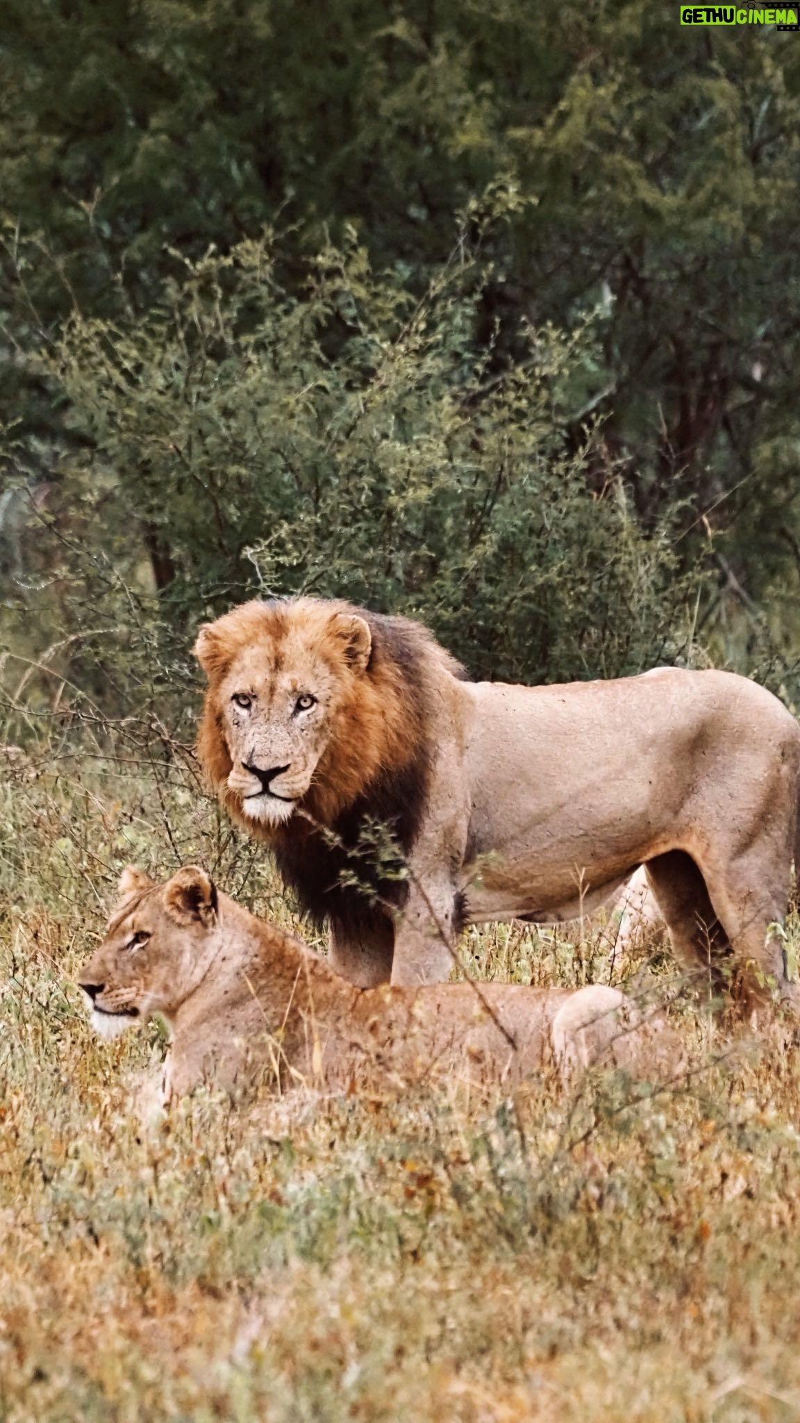 Julia Flabat - 37.6K Likes - Sûrement l’un de nos meilleurs souvenirs en famille 🥹
-
En Namibie, on avait tout vu sauf le roi et ce moment est enfin arrivé 💚
-
Merci @tourlane de nous avoir organisé ce magnifique safari.
Je vous met notre code promo si vous voulez un devis gratuit et -200€ sur votre voyage
Code « EJ200 »
#invitation
📍Parc Kruger 🇿🇦
Step 7 🦁