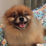 Julie Estelle Instagram – RIP Bubbly, 13 years of memories we shared together will forever be in my heart. Thank you for bringing so much happiness and joy into our family..See you on the other side my Buyuu🤍🤍🤍
#dogheaven🐾