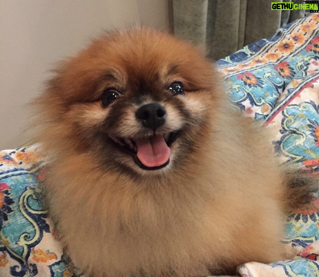 Julie Estelle Instagram - RIP Bubbly, 13 years of memories we shared together will forever be in my heart. Thank you for bringing so much happiness and joy into our family..See you on the other side my Buyuuš¤š¤š¤ #dogheavenš¾